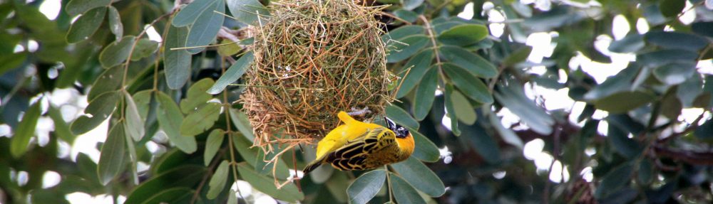 Tanzania Animal Welfare Society (TAWESO)