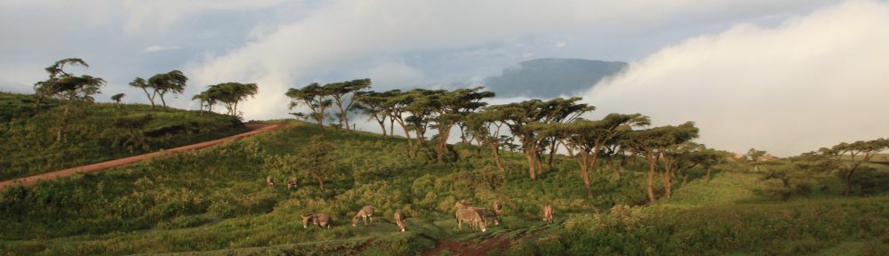 Tanzania Animal Welfare Society (TAWESO)