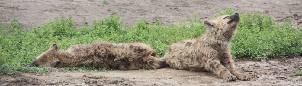 Tanzania Animal Welfare Society (TAWESO)