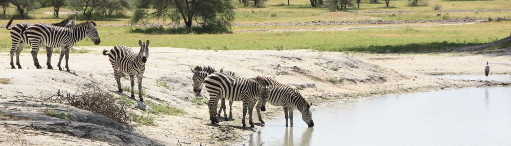 Tanzania Animal Welfare Society (TAWESO)